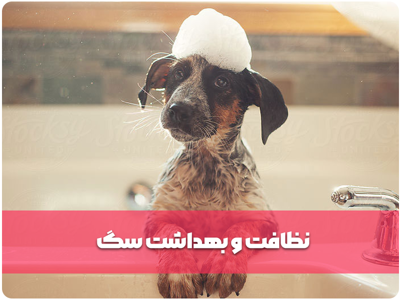 نظافت و بهداشت سگ